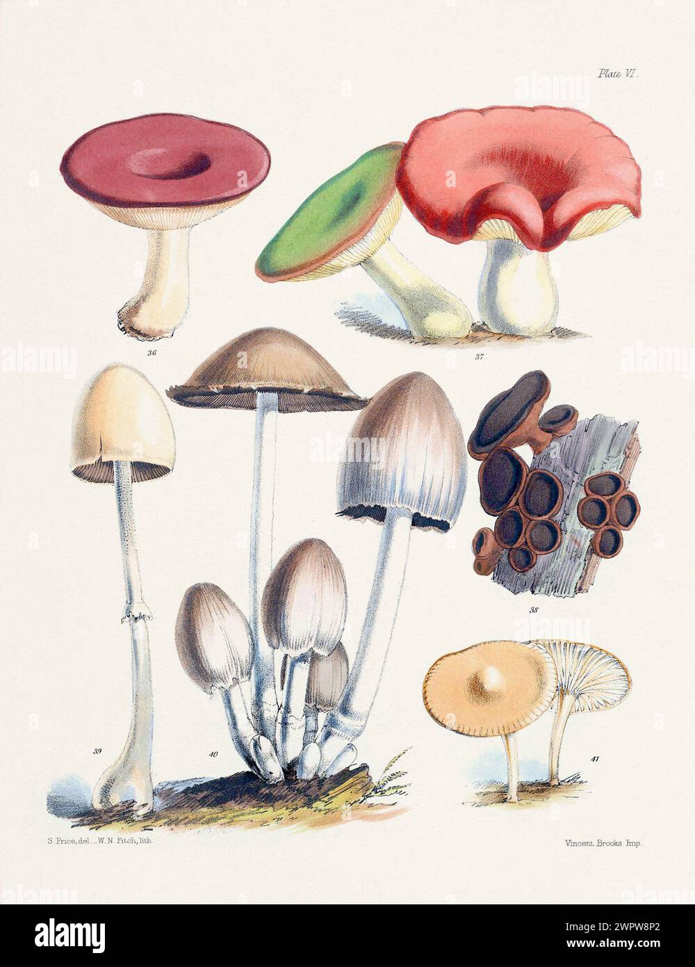 Vintage Mushroom Illustration: Botanical Fungi Art. 36. RUSSULA ALUTACEA. 37. RUSSULA HETEROPHYLLA. 38. BULGARIA INQUIN ANS. 39. AGARICUS SEPARATUS. 4 Stock Photo