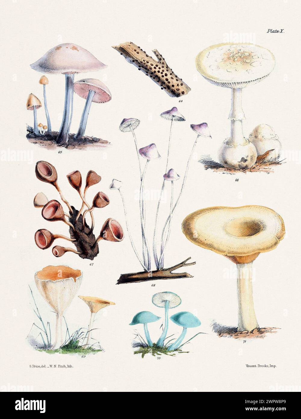 Vintage Mushroom Illustration: Botanical Fungi Art. 64. DIATRYPE  VERRUCIFORMIS. 65. AGARICUS CONOPILUS. 66. AGARICUS MAPPA. 67. PEZIZA TUBEROSA. 68. Stock Photo
