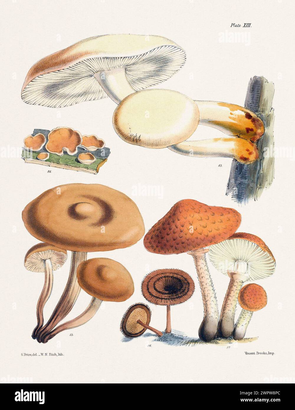 Vintage Mushroom Illustration: Botanical Fungi Art. 83. AGARICUS ULMARIUS. 84. PEZIZA BADIA. 85. AGAEICUS FUSIPES. 86. POLYPOEUS PEEENNIS. 87. AGAEICU Stock Photo