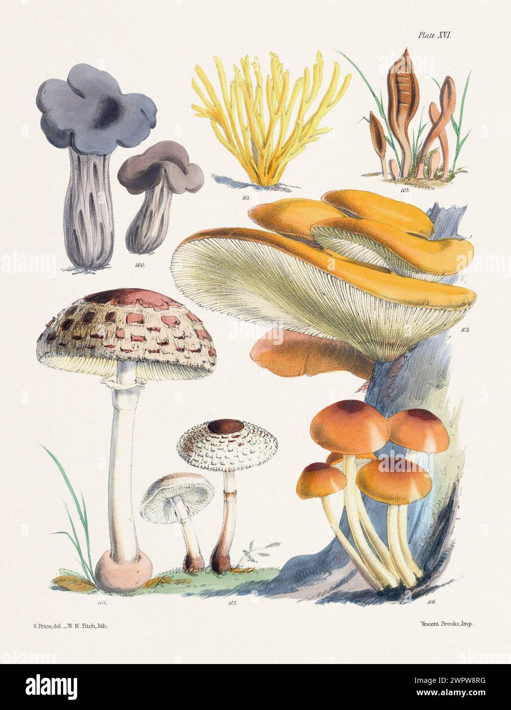 Vintage Mushroom Illustration: Botanical Fungi Art. 100. HELVELLA LACUNOSA. 101. CLAVARIA FASTIGIATA. 102. GEOGLOSSUM OLIVACEUM. 103. AGABICUS SALIGNU Stock Photo