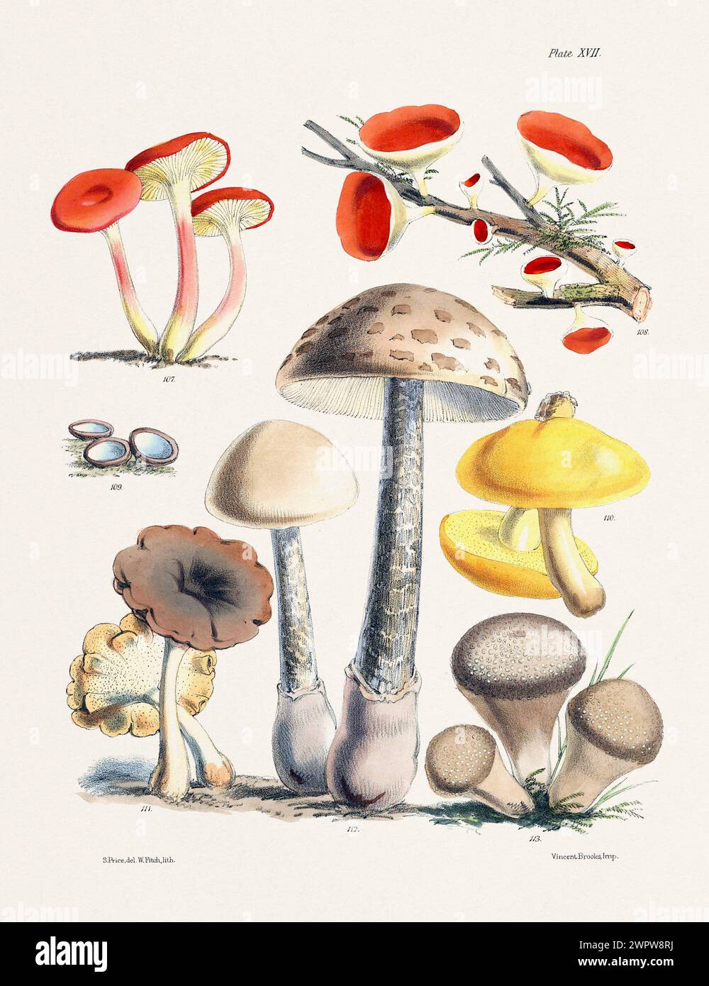 Vintage Mushroom Illustration: Botanical Fungi Art. 107. CANTHARELLUS AURANTIACUS. 108. PEZIZA COCCINEA. 109. PEZIZA HISPIDA. 110. BOLETUS ELEGANS.  1 Stock Photo