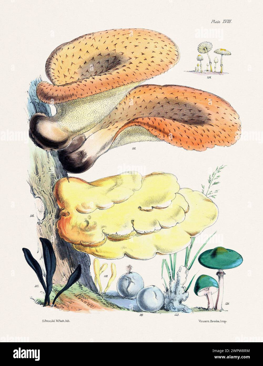 Vintage Mushroom Illustration: Botanical Fungi Art. 114. COPRINUS HENDERSONI. 115. POLYPORUS SQUAMOSUS. 116. POLYPORUS SULPHUREUS. 117. GEOGLOSSUM DIF Stock Photo