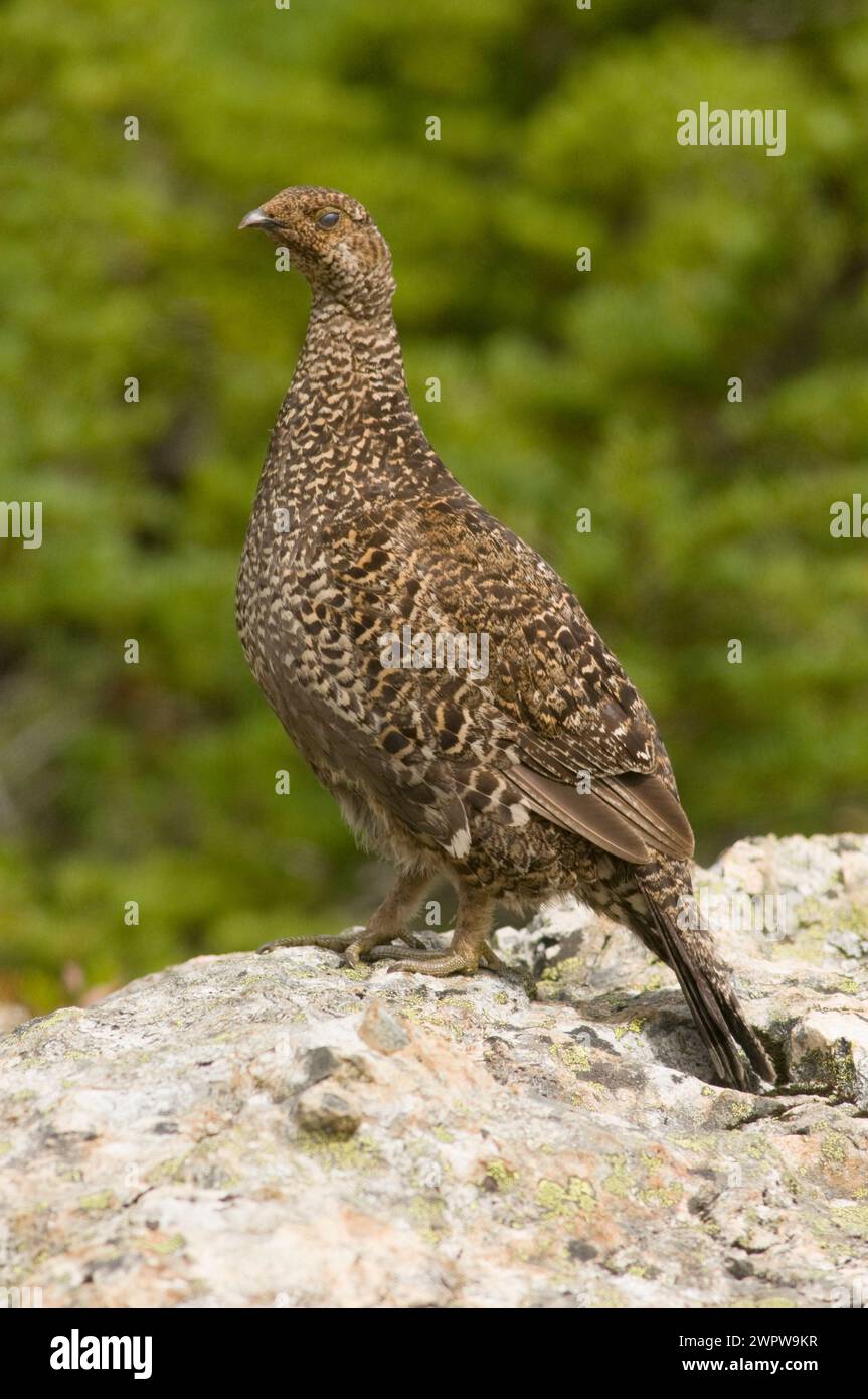 white-tailed ptarmigan Lagopus leucurus in high-elevation areas of the Cascade trail Copper Ridge North Cascades National Park Washington State USA Stock Photo