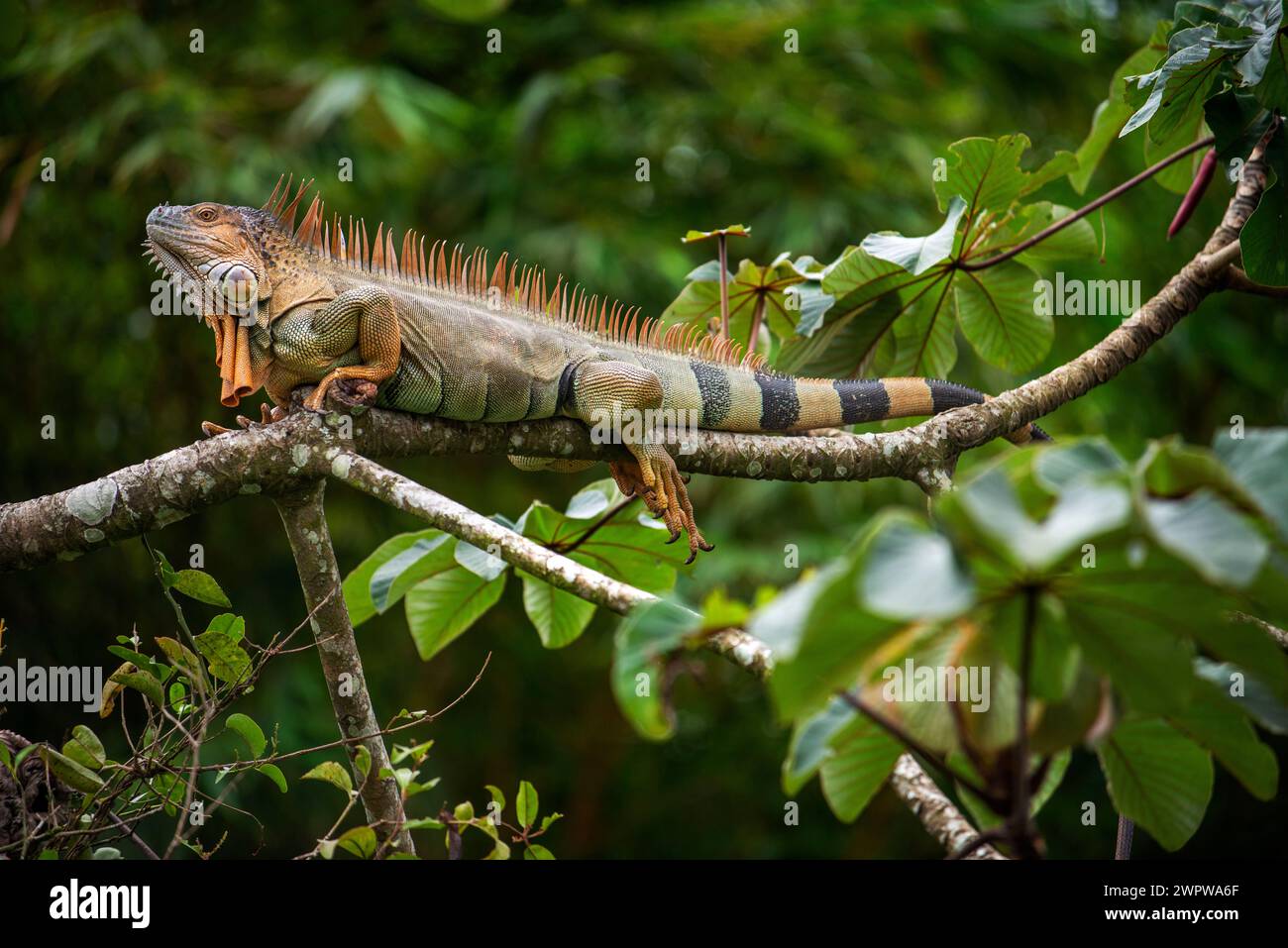 Green Iguana, Iguana iguana, in Costa Rica. The Green iguana or common