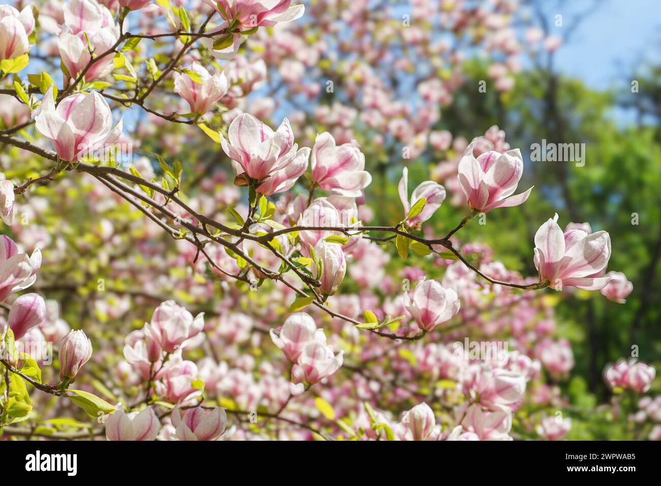 Blooming tree branch with pink Magnolia soulangeana flowers in park or ...