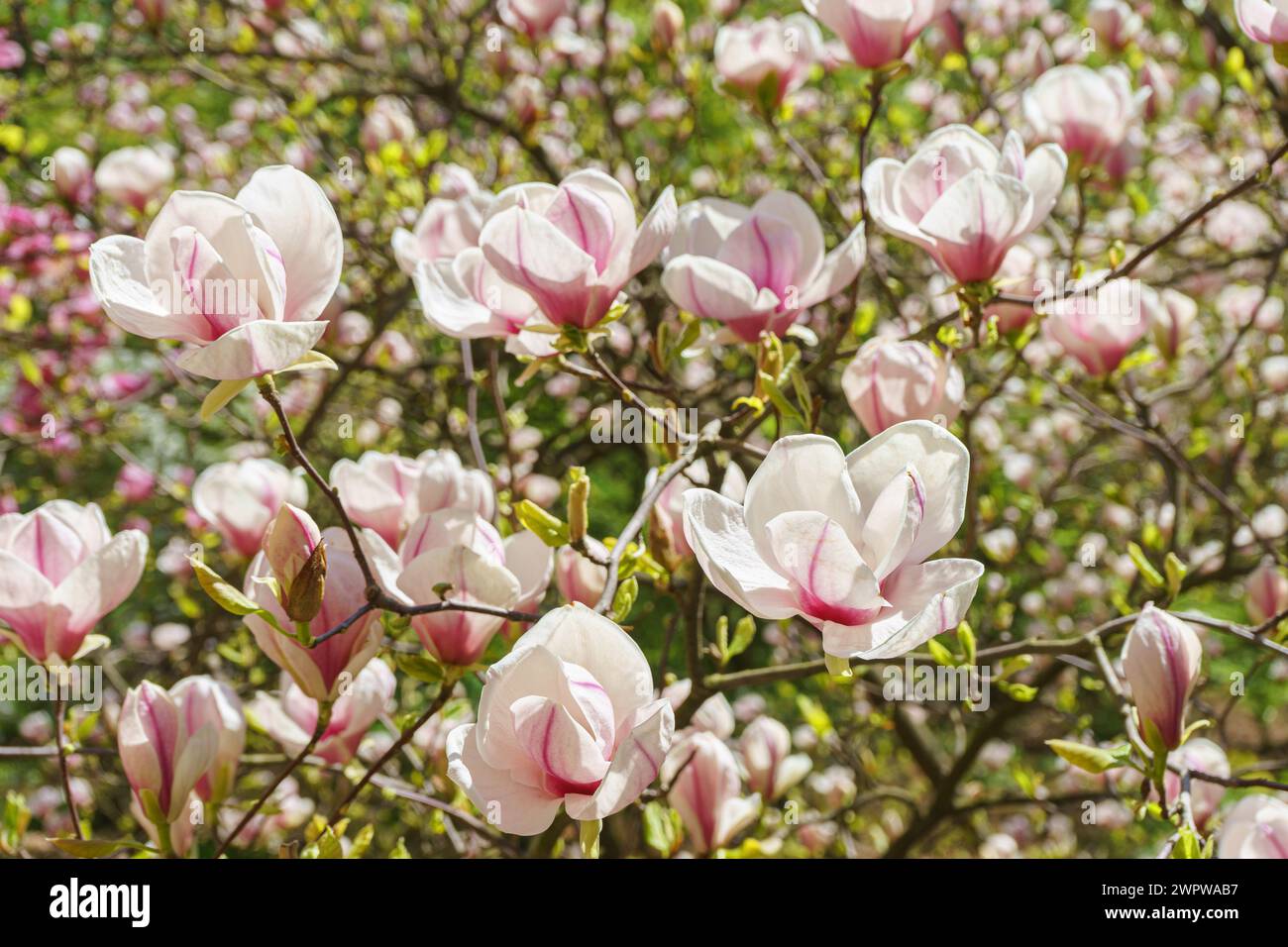 Blooming tree branch with pink Magnolia soulangeana flowers in park or ...