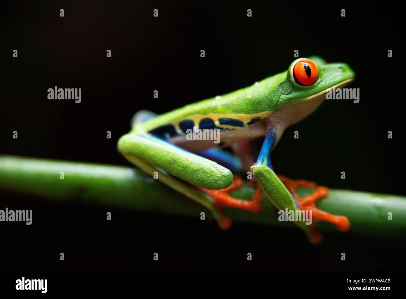 Red eyed tree frog, Agalychnis callidrias curious treefrog in