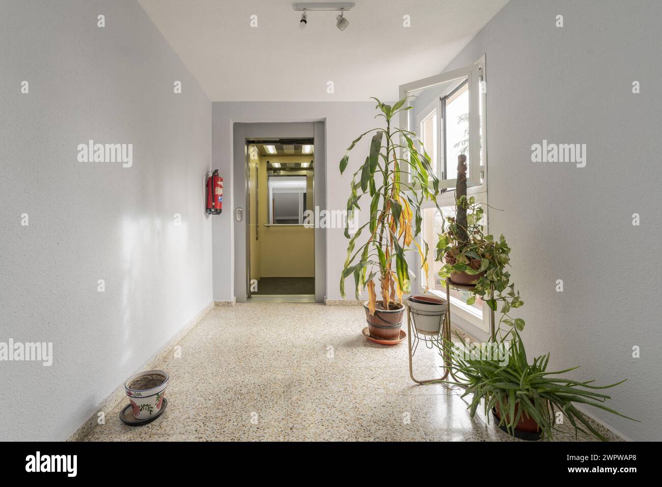 Landing of a residential building with open elevator door, terrazzo floors and some green plants Stock Photo