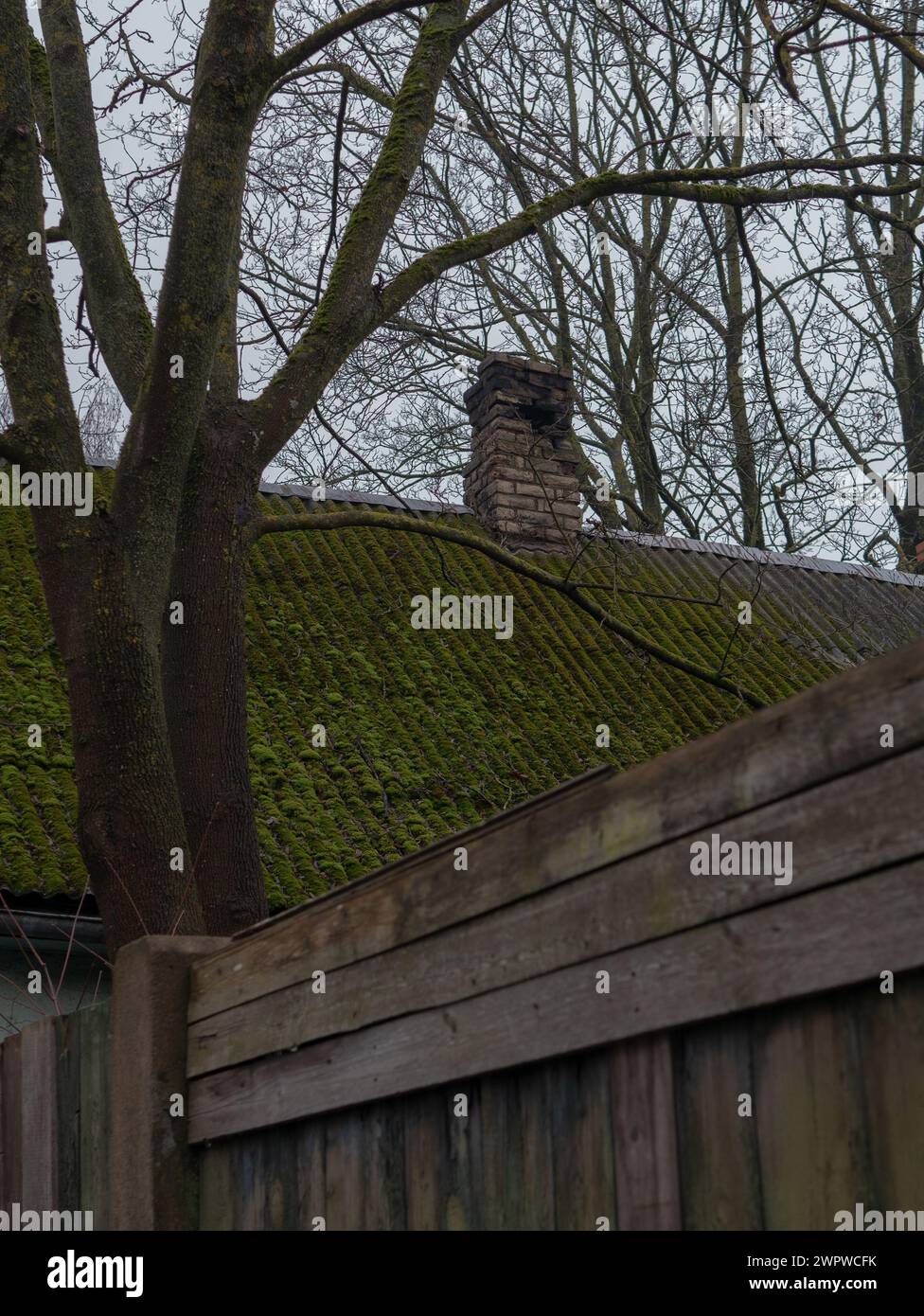 green moss on abandoned house roof Stock Photo