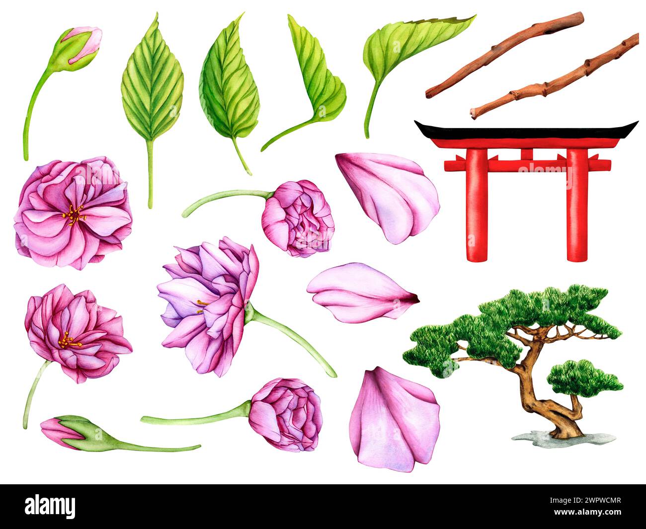 Pink Japanese Sakura Flowers. Watercolor illustration set of Japanese traditional Torii Gate Red color, Pink Flower and Bonsai tree of Pine. Flower Stock Photo