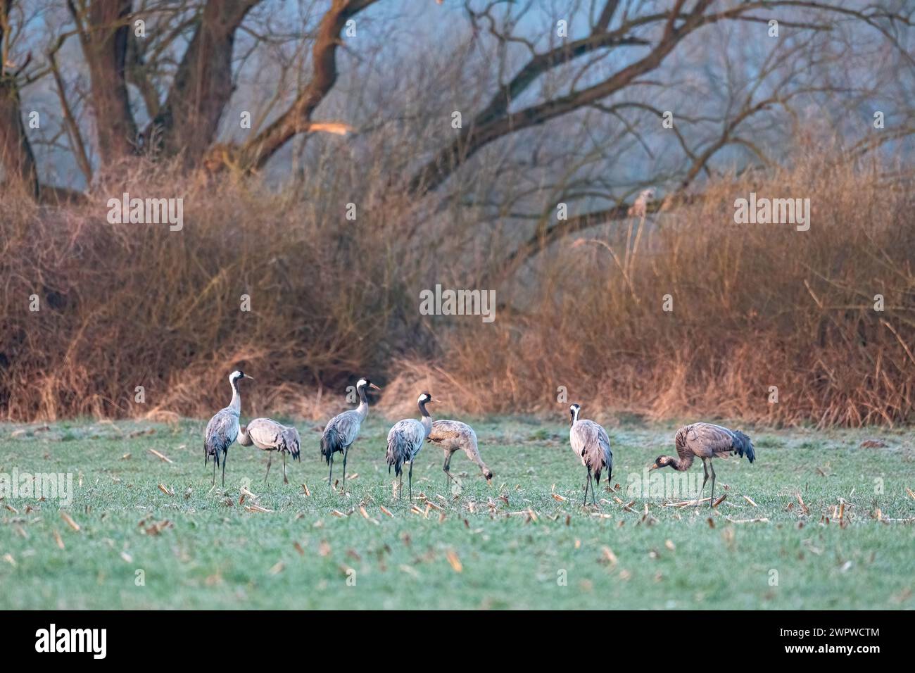 Crane birds in the wild Stock Photo