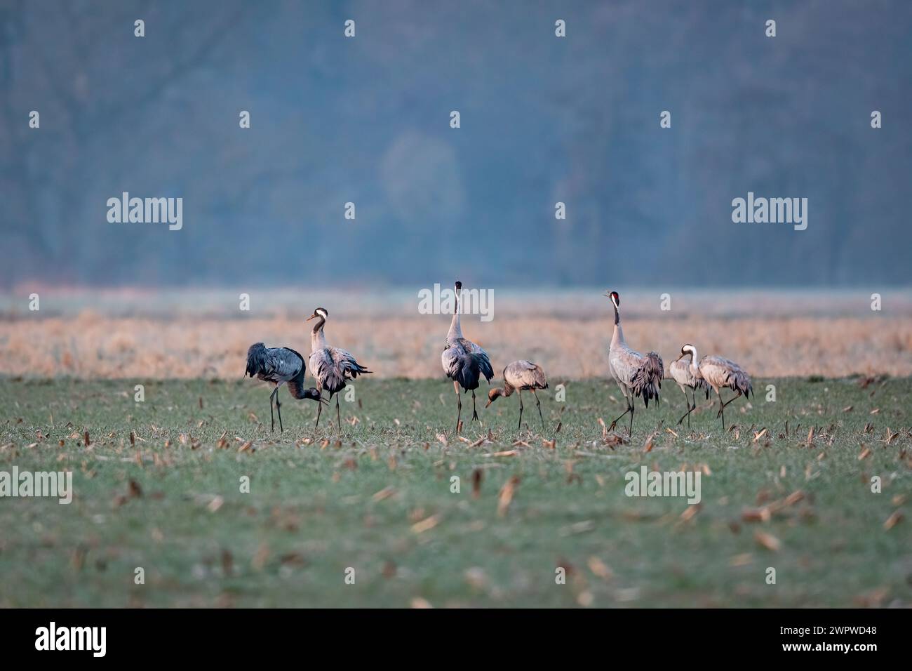Crane birds in the wild Stock Photo
