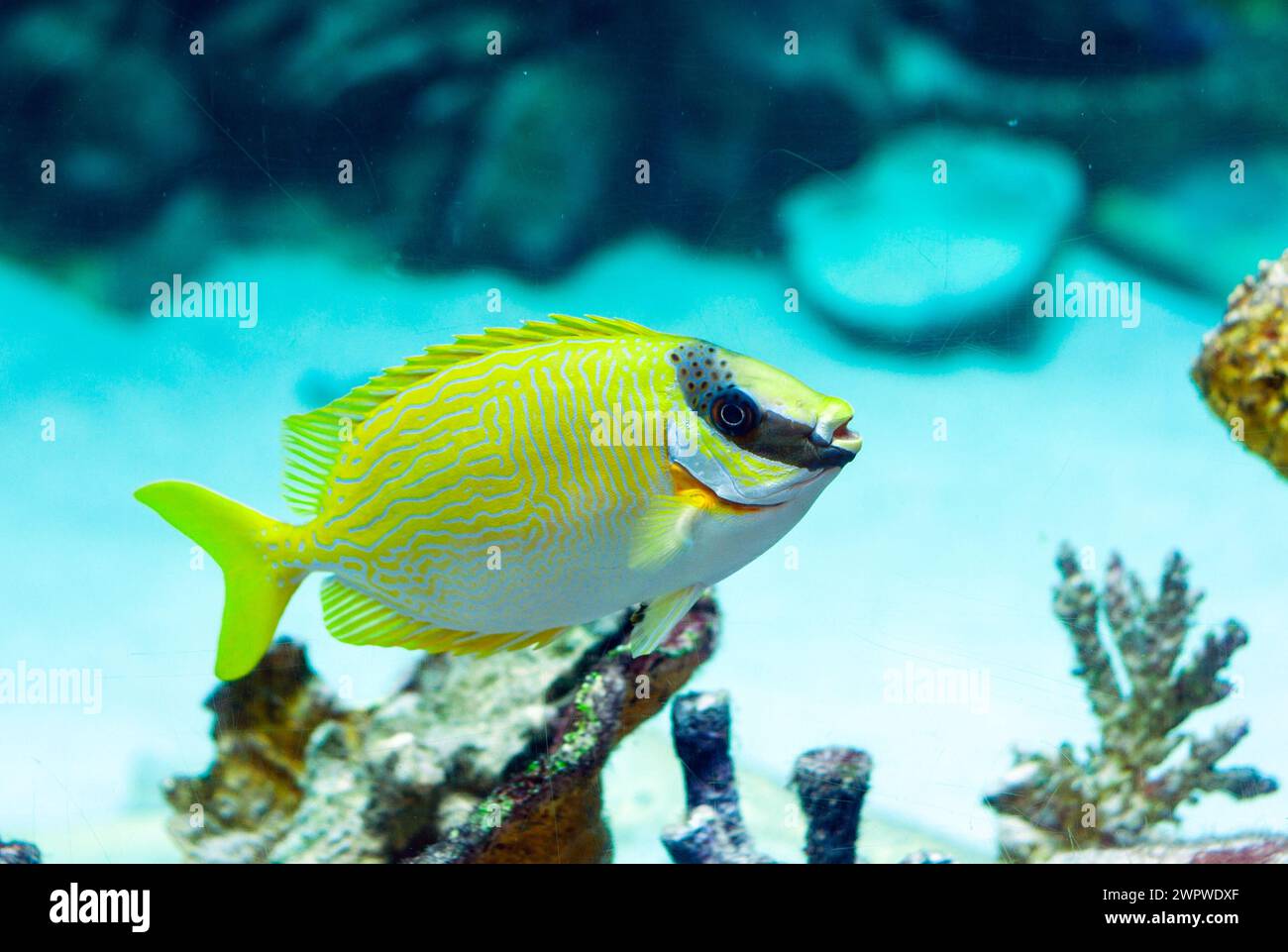 Masked Rabbitfish - Siganus puellus and golden rabbitfish in blue water of aquarium Stock Photo