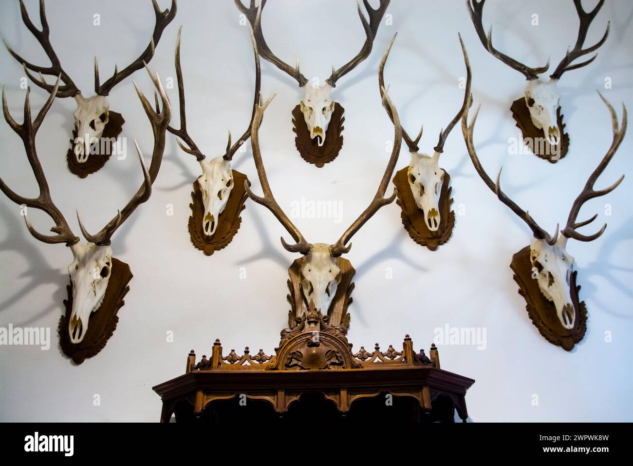 Red deer skulls on the wall of the Nadasdy Castle in Nadasdladany Stock Photo