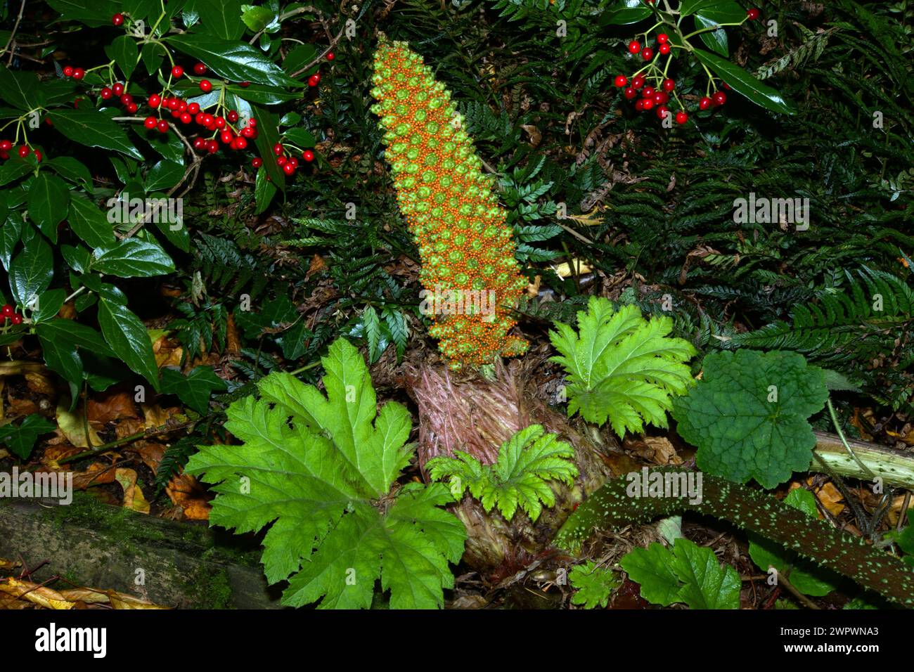 Gunnera cf tinctoria (Chilean rhubarb) is native to Chile and Argentina where it grows along stream sides. Stock Photo