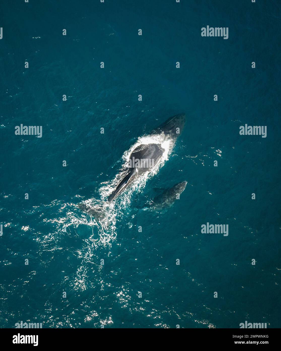 Blue whale calf aerial hi-res stock photography and images - Alamy