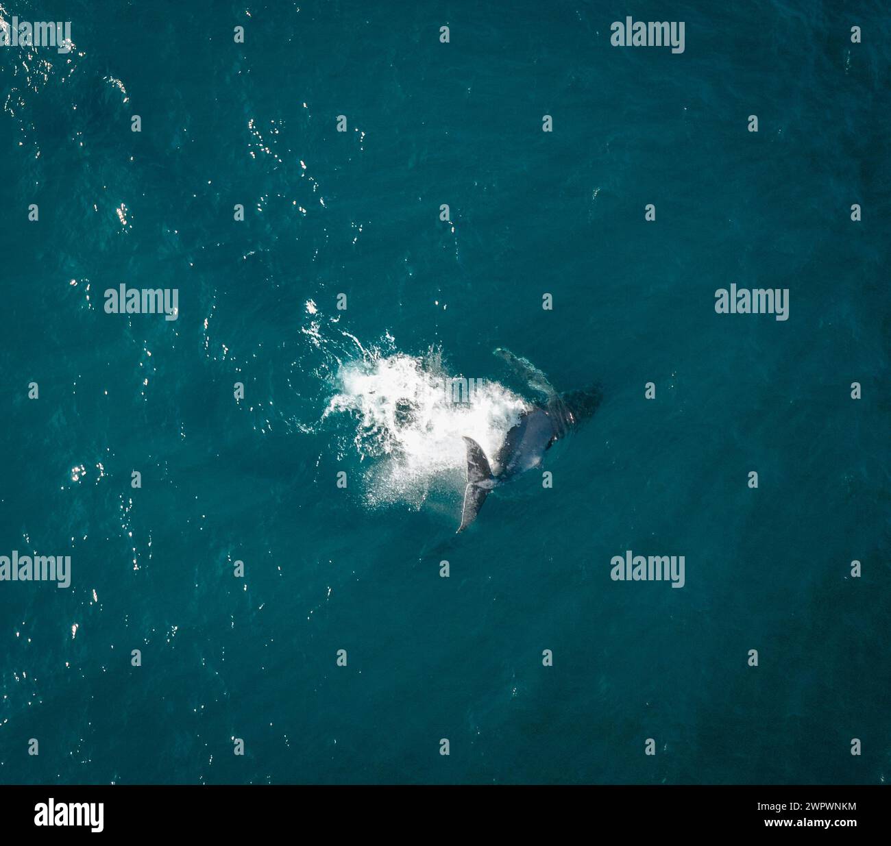 Blue whale calf aerial hi-res stock photography and images - Alamy