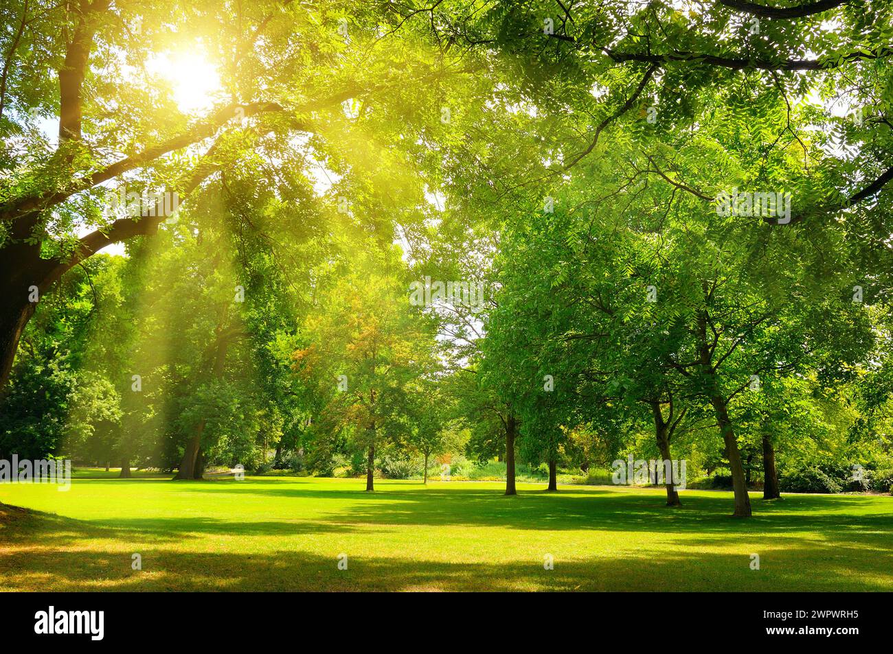 Beautiful panorama landscape with sun and forest and meadow at sunrise ...