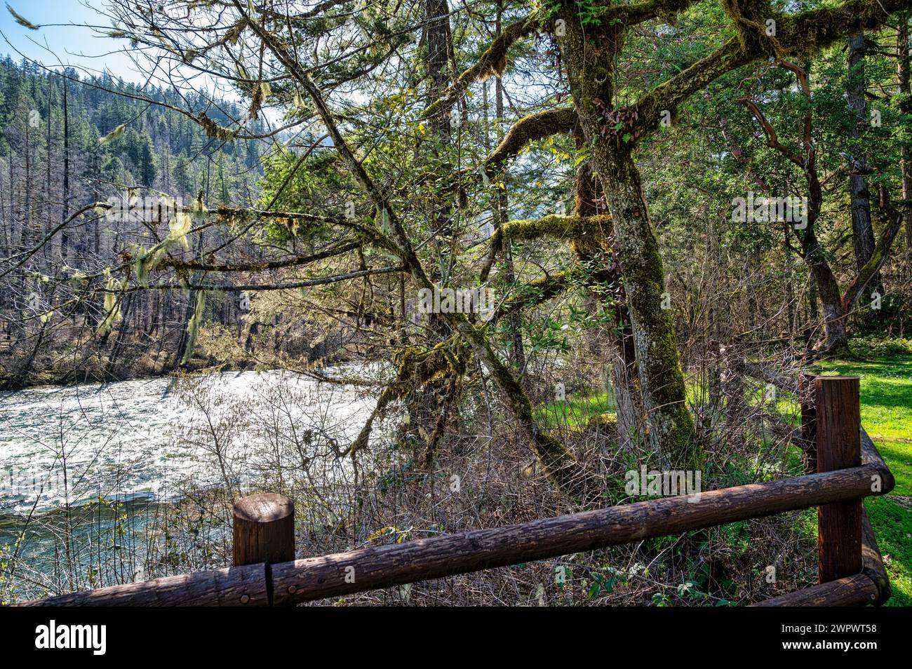 A Wooden railing near mossy tree by river, surrounded by trees and ...