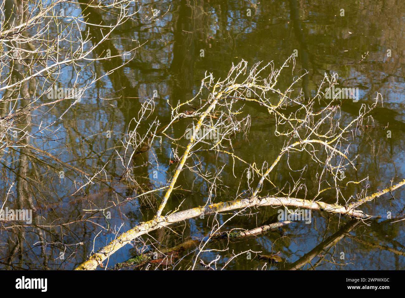 Sunny day in the late winter. Partly broken twigs in the river Dyje. Lednice, Podivin, Morava, Czechia. Stock Photo