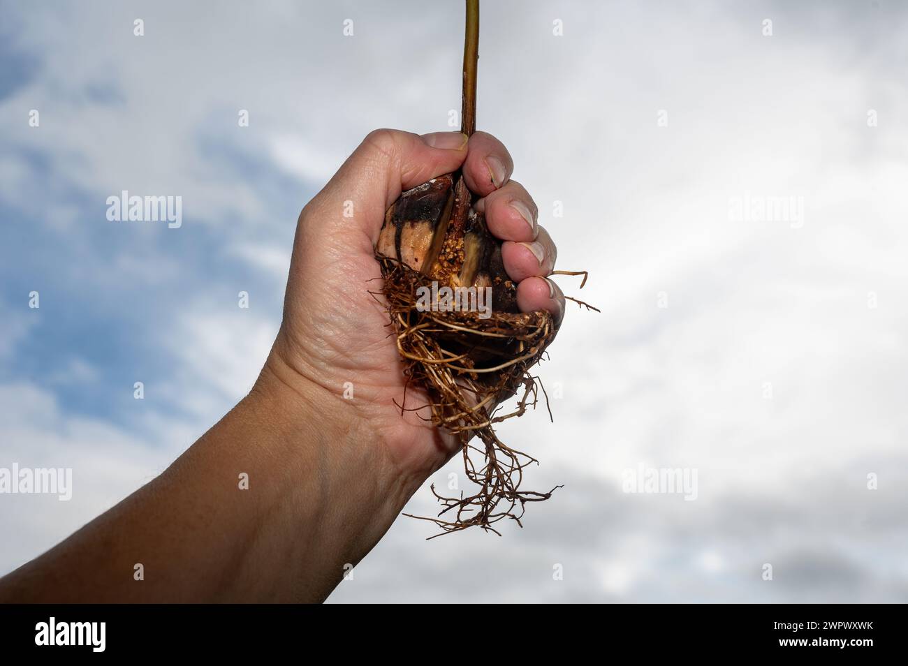 A human hand holds an avocado (Persea americana) pit with roots against an overcast sky Stock Photo