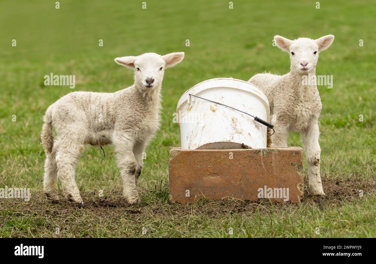 Two cute, mischievous young lambs playing with a white feed bucket, facing camera in green field.  Lambing in Springtime.  Horizontal.  Copy space Stock Photo