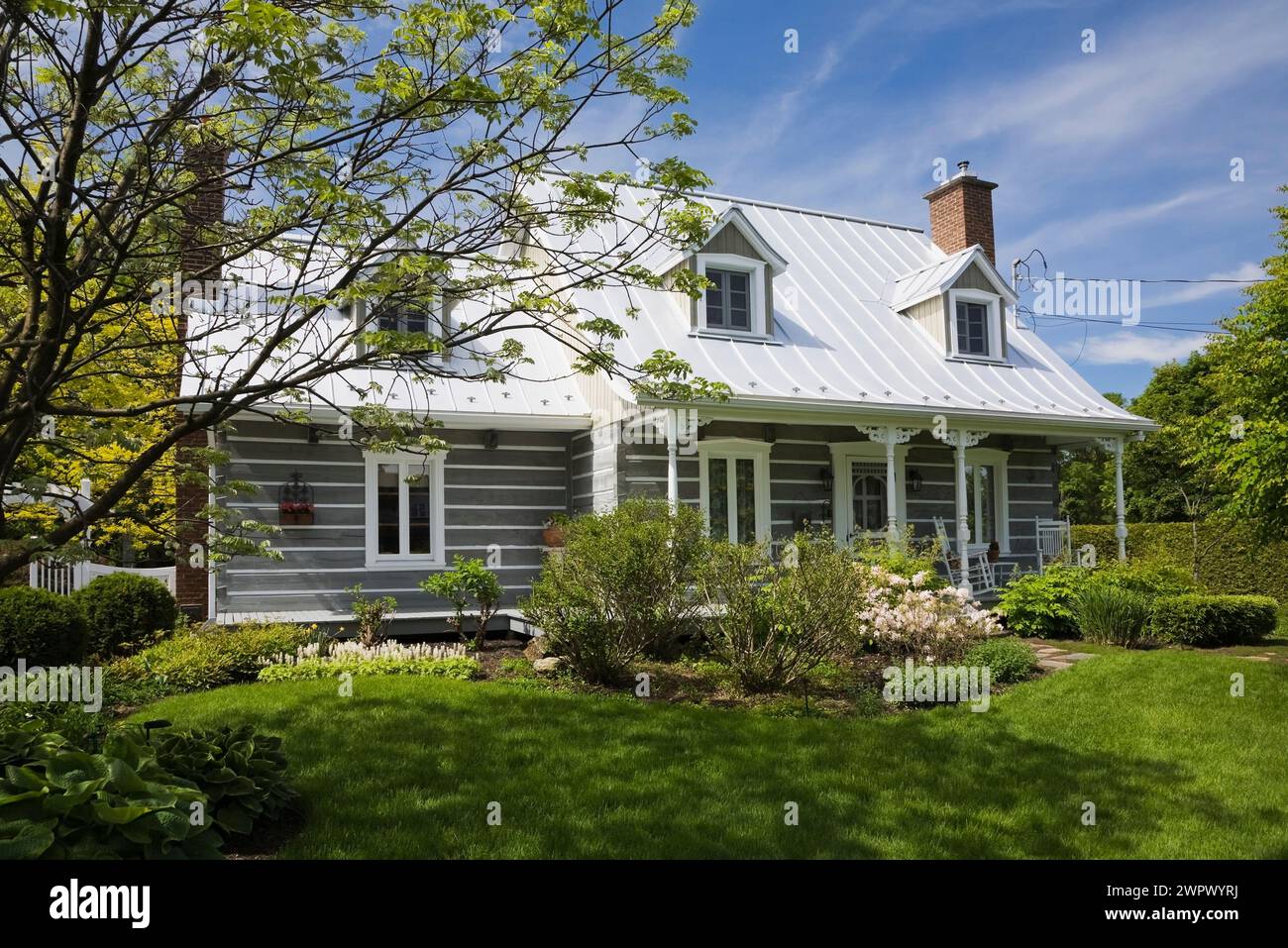 Maackia amurensis tree in landscaped front yard of old log home in spring. Stock Photo