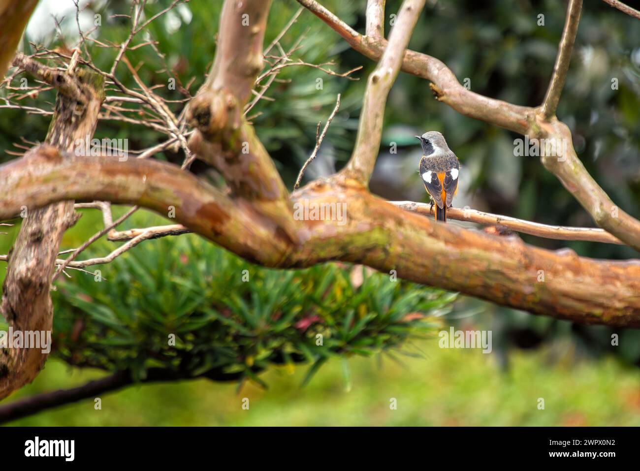 Bird Perches Featuring Live Foliage For Outdoor Habitats preview