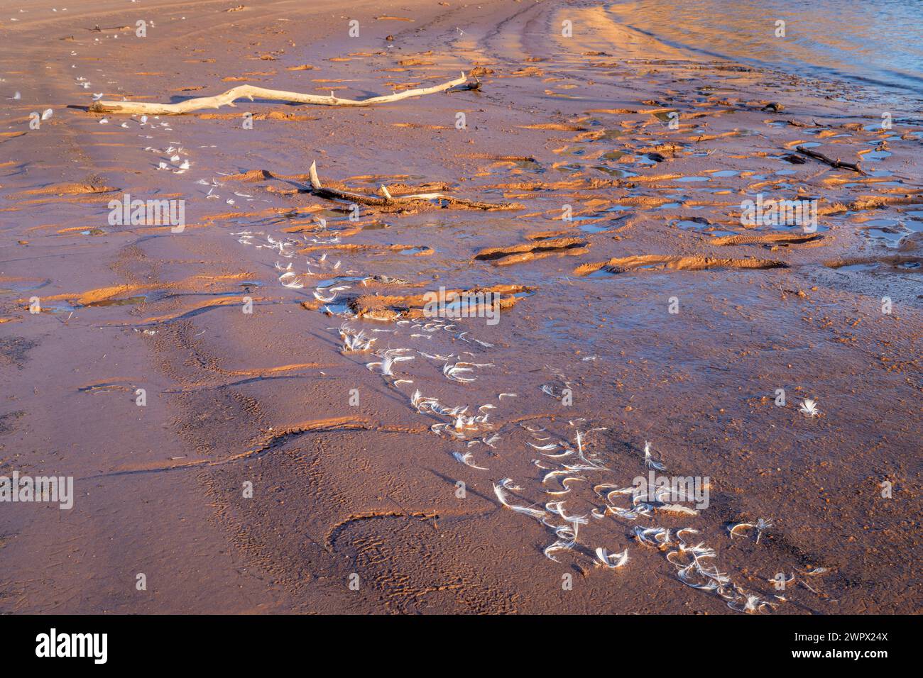 footprints, driftwood and bird feather on a muddy lake shore Stock Photo