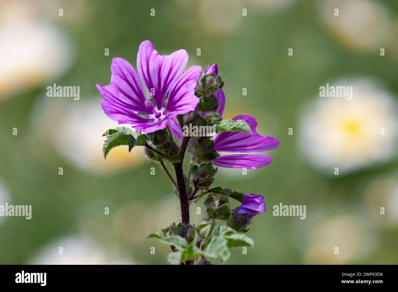 Violet 'Dwarf Mallow' flower (or Buttonweed, Cheeseplant, Cheeseweed, Common Mallow, Roundleaf Mallow). Its Latin name is Malva Sylvestris. Stock Photo