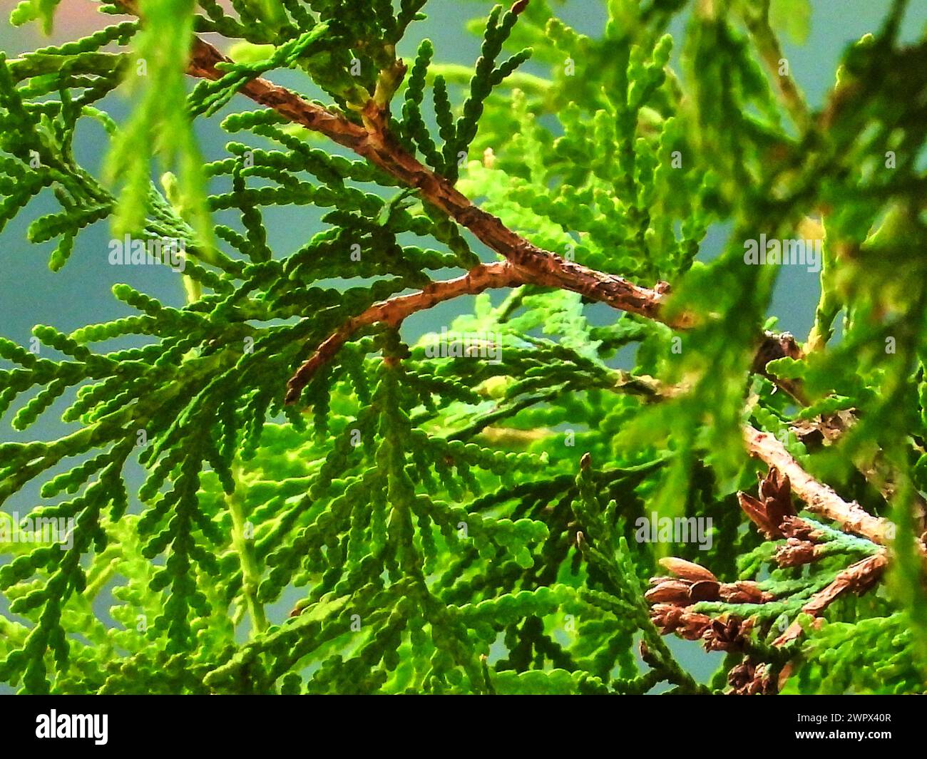green thuja branches Stock Photo