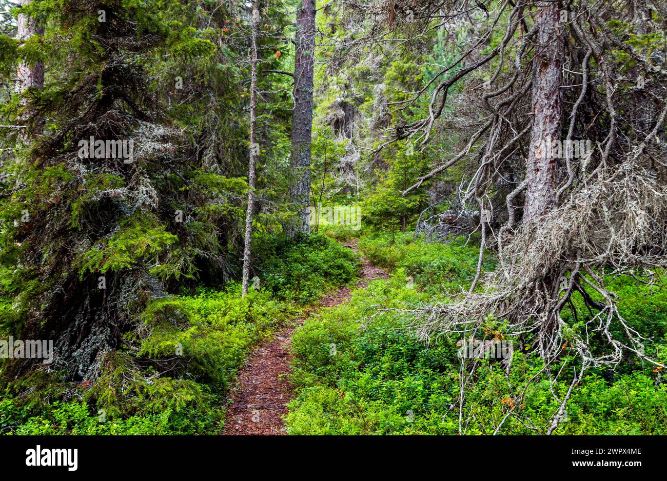 Dark forest path russia hi-res stock photography and images - Alamy