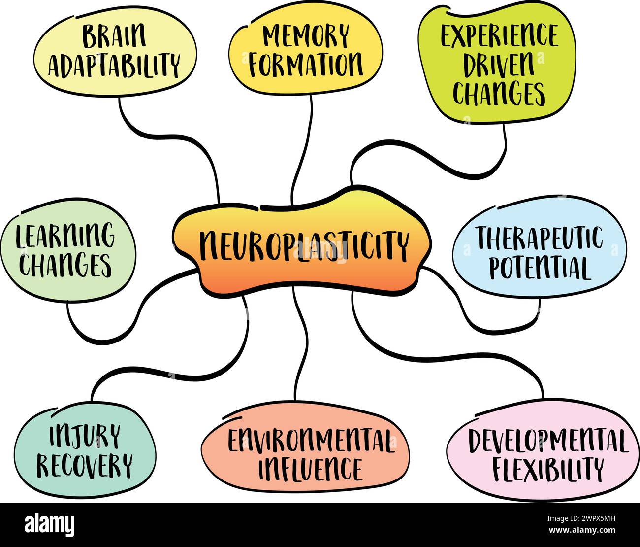 neuroplasticity, brain's ability to adapt and reorganize itself by ...