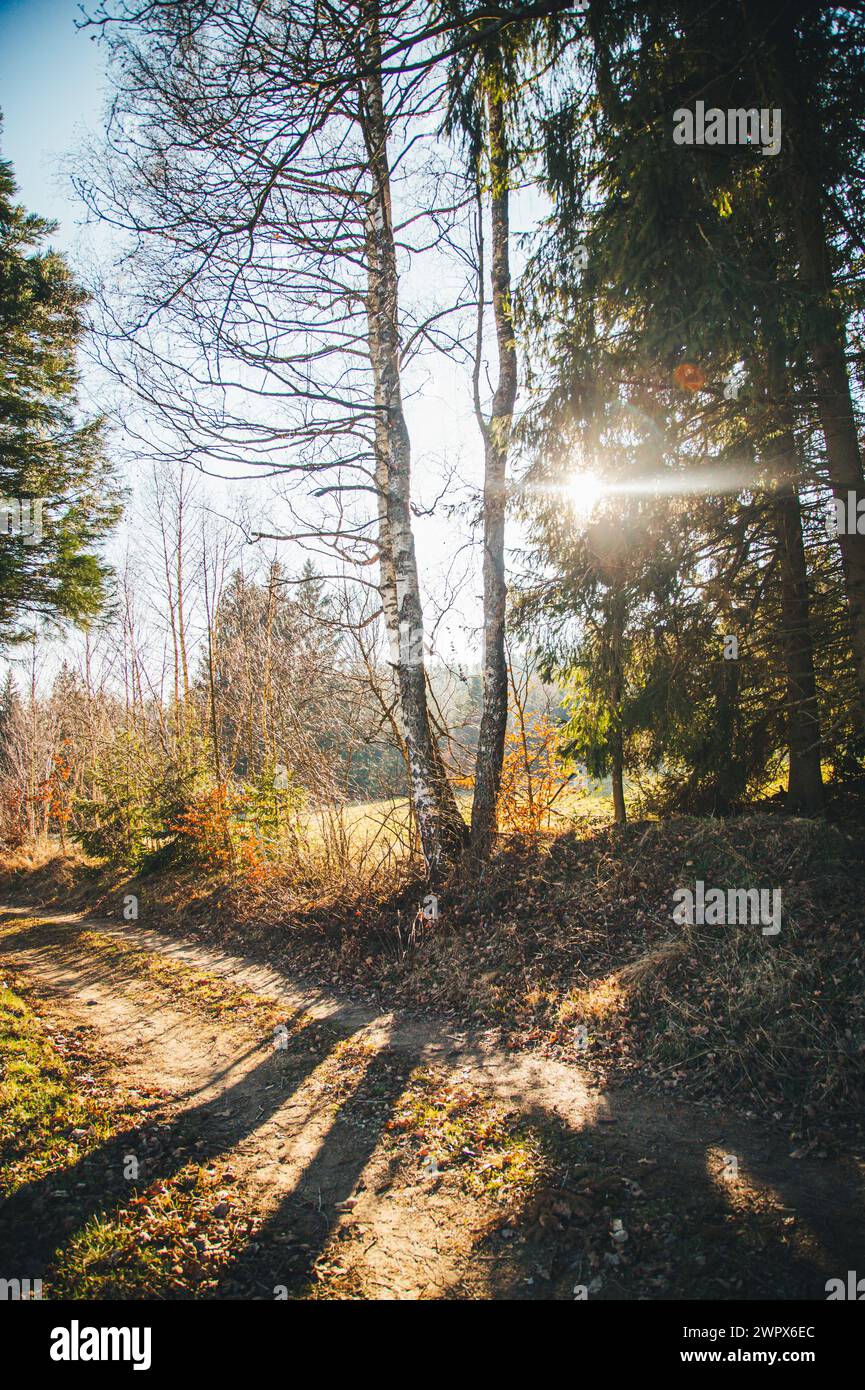 Forest in the Waldviertel, Austria Stock Photo