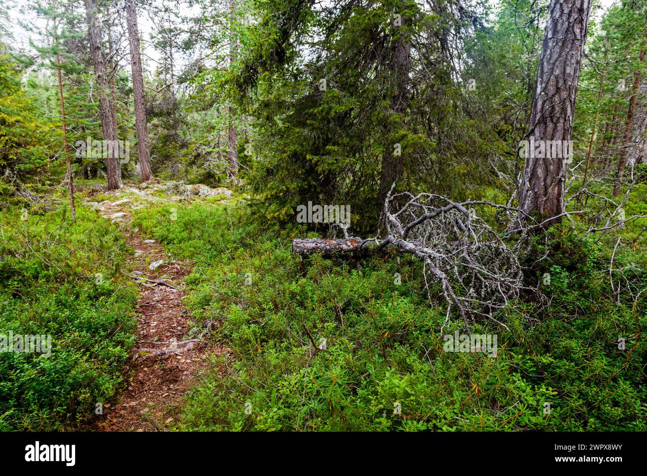 Dark forest path russia hi-res stock photography and images - Alamy