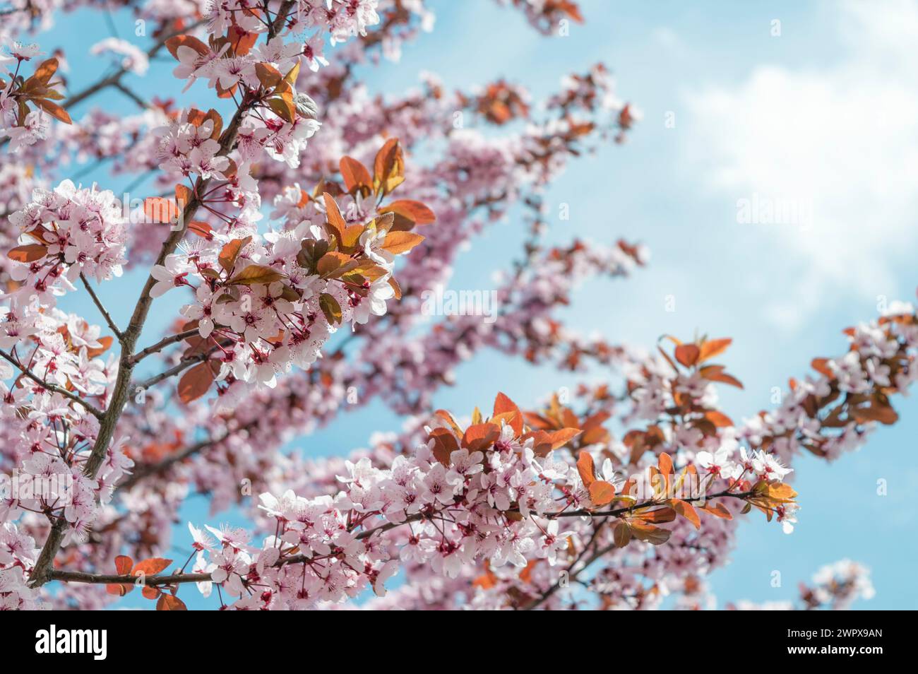 Spring Tree Bloos Background with flowers on a spring day. Blooming sakura blossoms ...