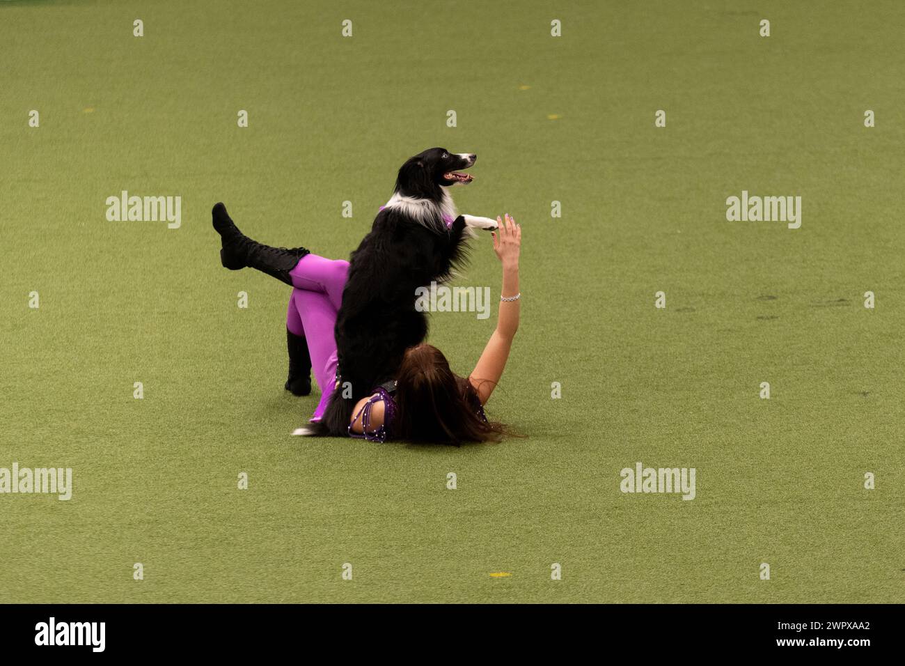CRUFTS 2024 MAIN ARENA INTERNATIONAL FREESTYLE HEELWORK TO MUSIC FINAL