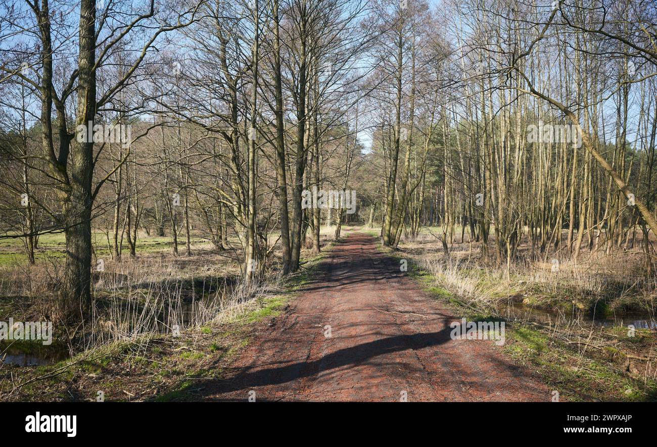 Forest path in spring hi-res stock photography and images - Alamy