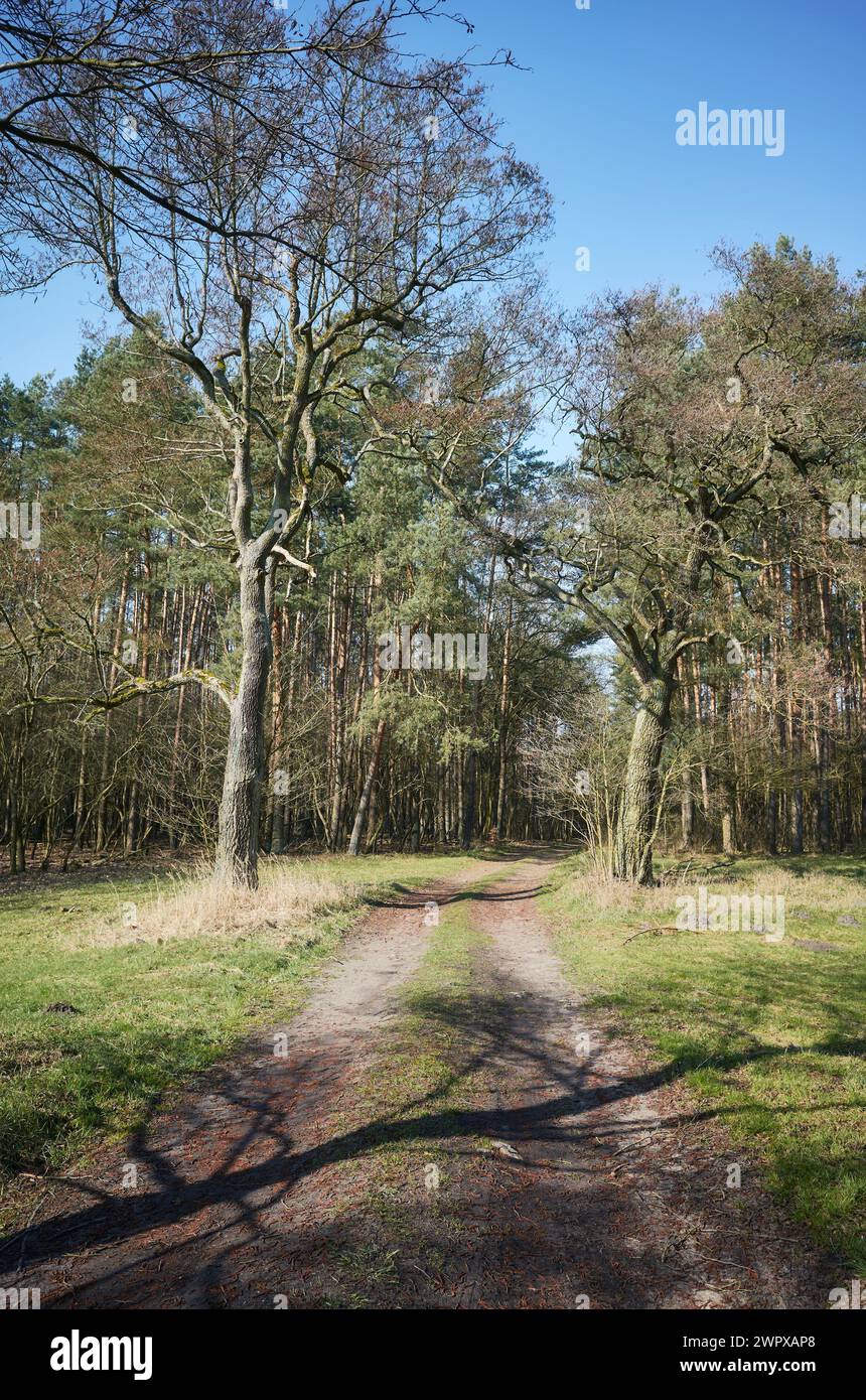 Forest in spring land hi-res stock photography and images - Alamy