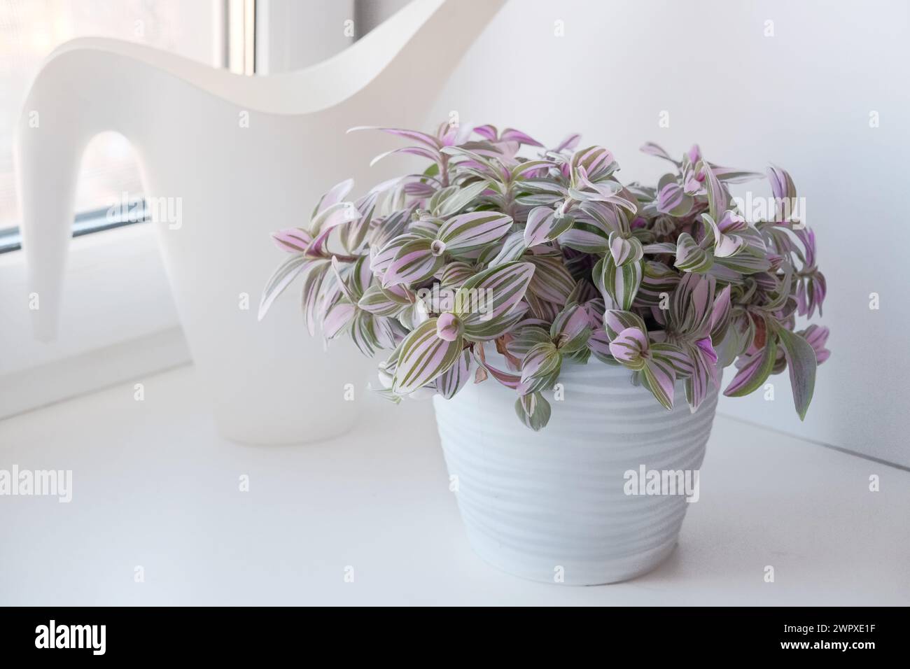 Tradescantia albiflora Nanouk in the white pot on windowsill. Tender home plant with pink, green and purple leaves pattern. Stock Photo