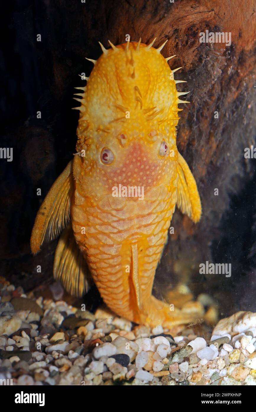 Harnischwelse aus Südamerika Ein Antennenwels aus Südamerika Ancistrus ssp. Gold - schwimmt in einem Aquarium *** Loricariid catfish from South America An antenna catfish from South America Ancistrus ssp Gold swimming in an aquarium Stock Photo