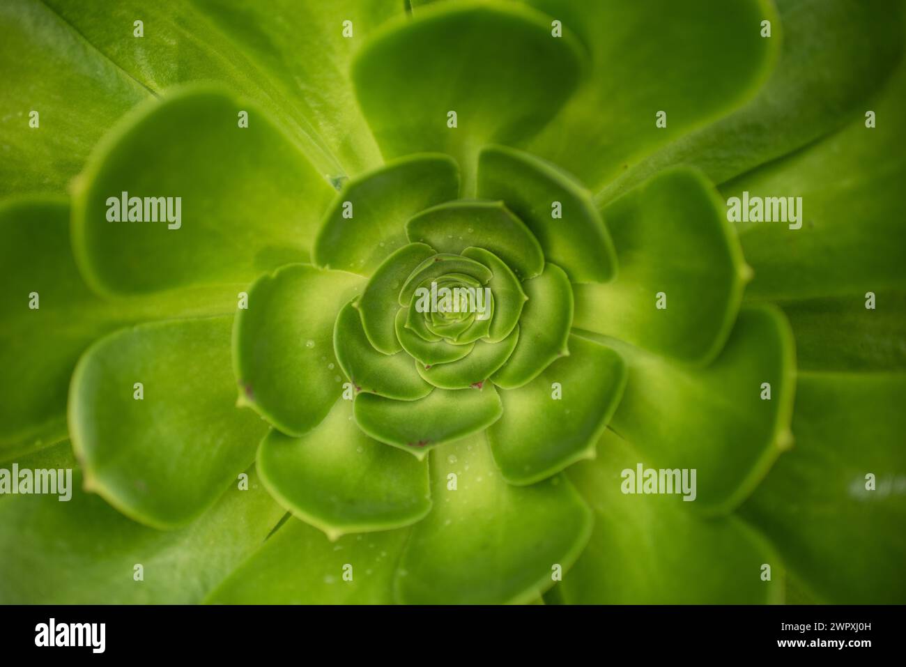 Green platters Aeonium succulent in Monterey, California Stock Photo