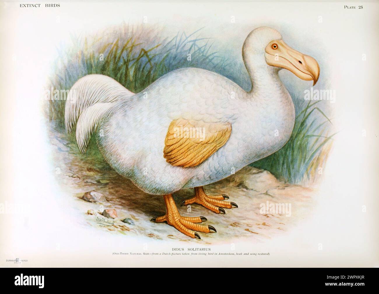 Albino Dodo Vintage Lithograph book plate from Walter Rothschild ...