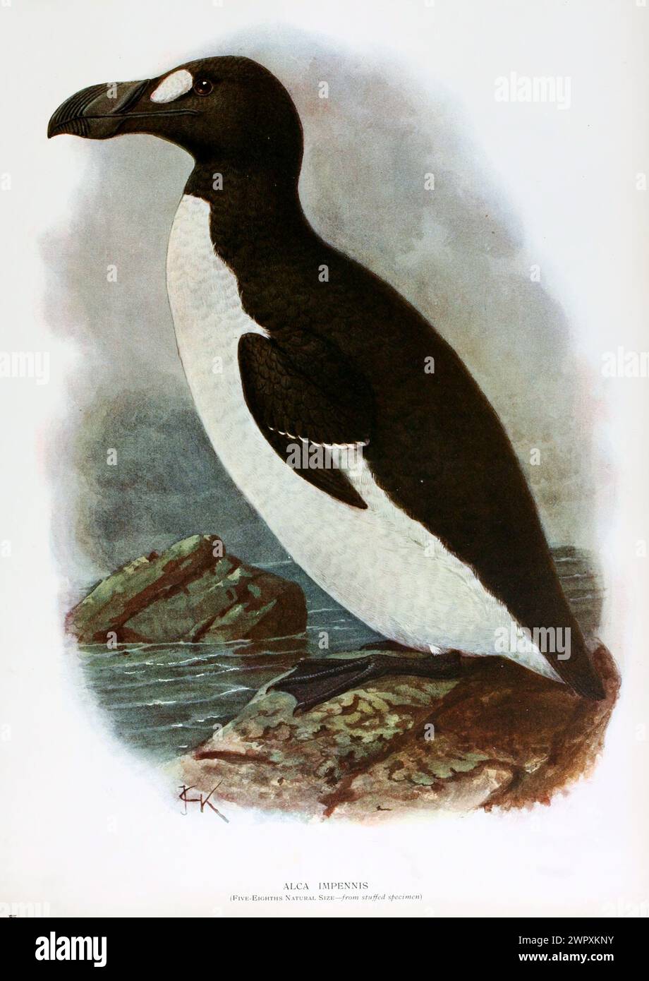 Great Auk, Pinguinus impennis (formerly Alca impennis ).  Vintage Lithograph book plate from Walter Rothschild 'Extinct Birds', 19th century,  Illustration by John Gerrard Keulemans Stock Photo