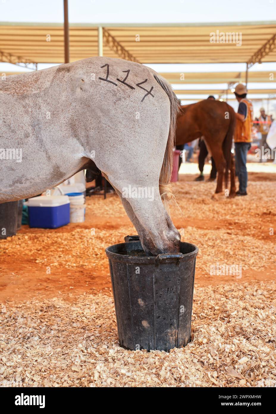 White Arabian horse having rear legs cooled in bucket with water, at ...