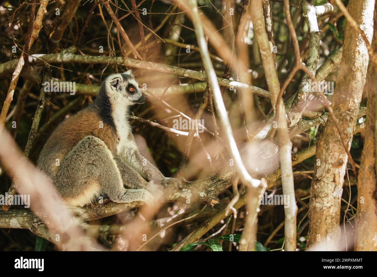 Photo inspiration: Picture Idea: Ring Tailed Lemur Lemur Catta Sitting On Tree In Their