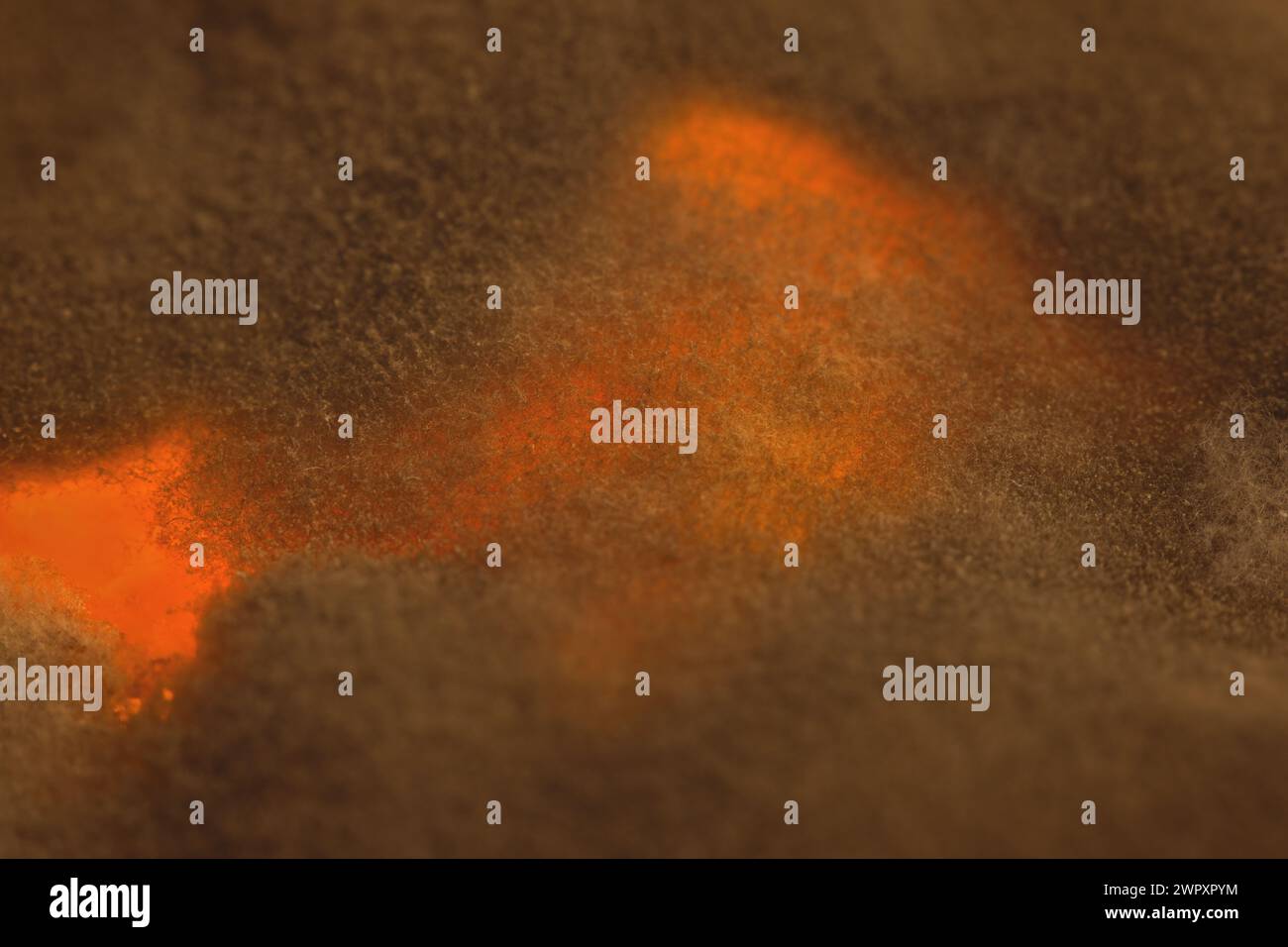 Several weeks old mold developed on rest of sauce food Stock Photo