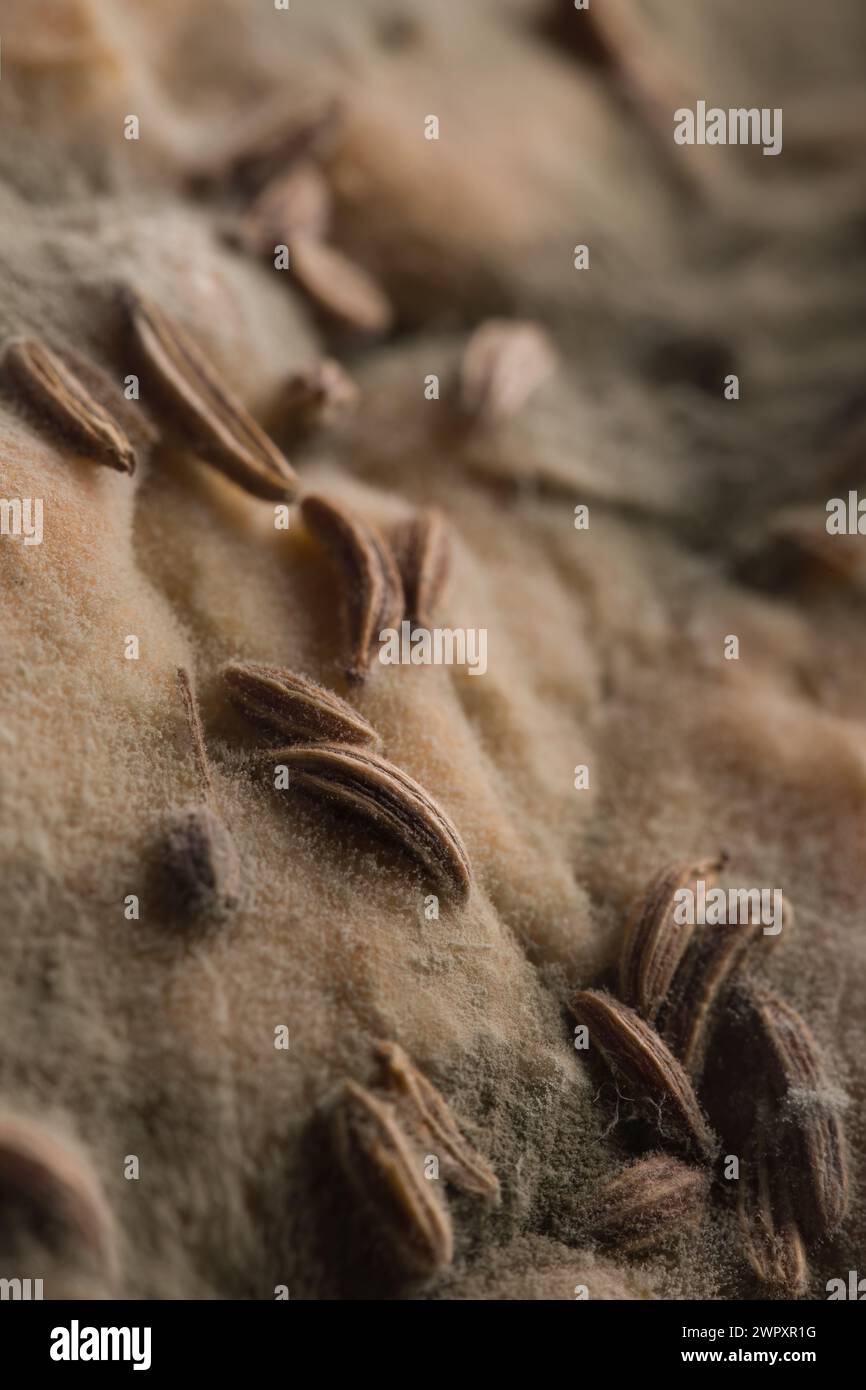 Several weeks old mold developed on bread roll Stock Photo