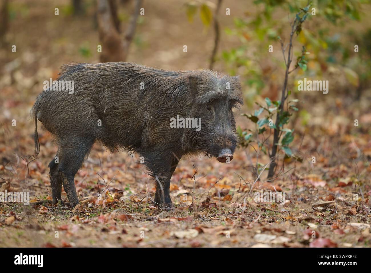 Wild boar in Indian forest Stock Photo