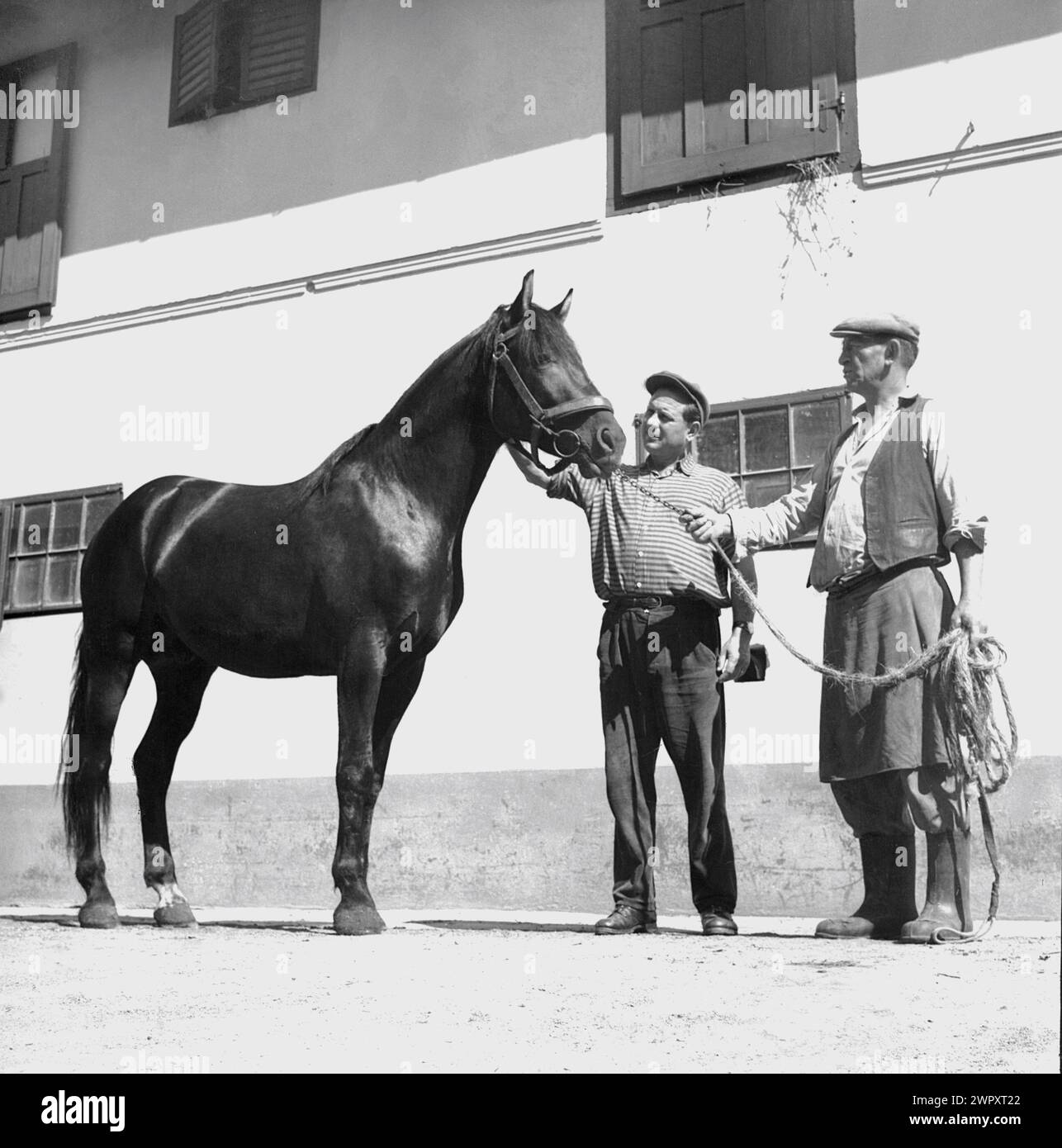 State agricultural cooperative in communist Romania, in the 1970s. Workers at a state-run equestrian facility. Stock Photo